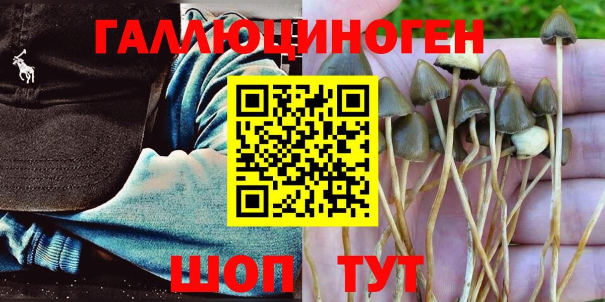 Юрга  Галлюциногенные грибы мицелий  Псилоцибиновые грибы Psilocybe  Вход с VPN 
